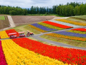 探秘杆石桥花卉市场，如何轻松前往广州岭南花卉市场石桥路花卉批发市场